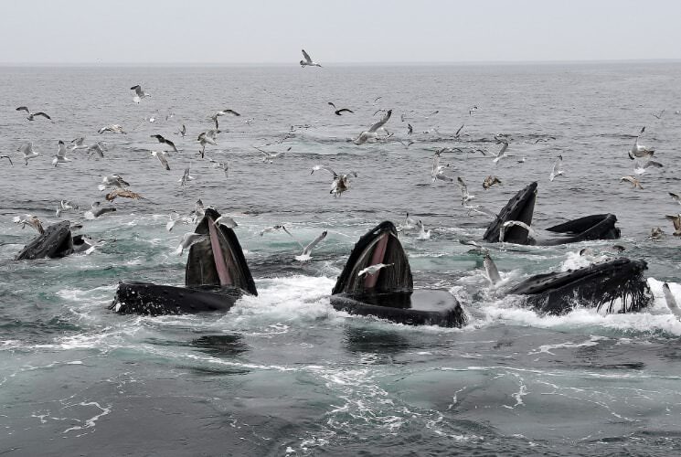 Multiple whales breaching the surface catching fish while seagulls fly above them