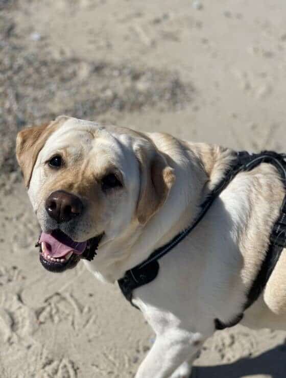 Close up view of yellow and white dog on a sandy beach
